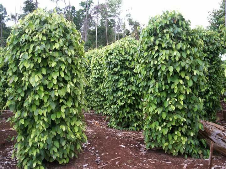 Tanzanian Black Pepper